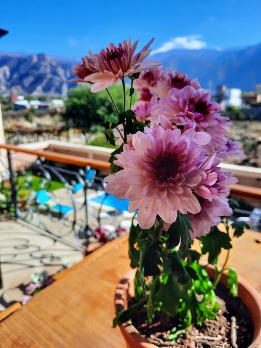 Luna de Cafayate - Galería - terraza